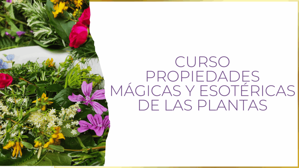 Ramo de plantas rituales de San Juan, foto para el curso de propiedades mágicas de las plantas.